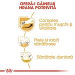 Royal Canin Jack Russell Terrier Adult, hrana uscata caini, 1.5 kg