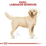 Royal Canin Labrador Adult - rasa
