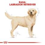Royal Canin Labrador Adult hrana uscata caine, 3 kg