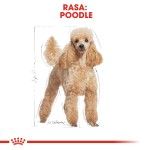 Royal Canin Poodle Adult - rasa