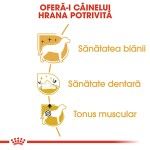 Royal Canin Poodle Adult hrana uscata caine, 1.5 kg