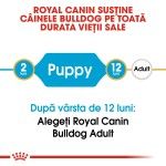 Royal Canin Bulldog Puppy , 12 kg - varsta