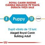 Royal Canin Bulldog Puppy hrana uscata caine junior, 3 kg 