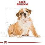 Royal Canin Bulldog Puppy hrana uscata caine junior, 3 kg 