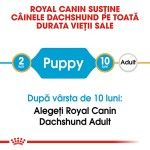 Royal Canin Dachshund Puppy hrana uscata caine junior Teckel, 1.5 kg