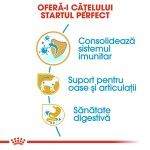 Royal Canin Dachshund Puppy hrana uscata caine junior Teckel, 1.5 kg