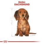 Royal Canin Dachshund Puppy, 1.5 kg - rasa