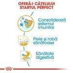 Royal Canin Golden Retriever Puppy hrana uscata caine junior, 1 kg