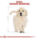 Royal Canin Golden Retriever Puppy hrana uscata caine junior, 1 kg
