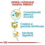 Royal Canin Labrador Puppy hrana uscata caine junior, 3 kg