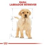 Royal Canin Labrador Puppy - rasa