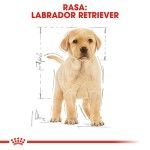 Royal Canin Labrador Puppy hrana uscata caine junior, 3 kg