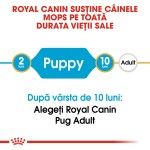 Royal Canin Pug (Mops) Puppy, 1.5 kg - varsta