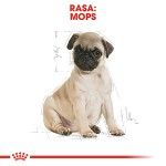 Royal Canin Pug Puppy hrana uscata caine junior, 1.5 kg