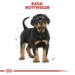 Royal Canin Rottweiler Puppy - rasa