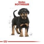 Royal Canin Rottweiler Puppy hrana uscata caine junior, 12 kg