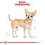 Royal Canin Chihuahua Adult, 1 plic x 85 g - rasa