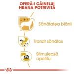 Royal Canin Chihuahua Adult hrana umeda caine (pate), 12 x 85 g