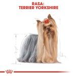 Royal Canin Yorkshire Terrier Adult hrana umeda caine (pate), 12 x 85 g