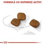 Royal Canin Mini Coat Care Adult hrana uscata caine, blana sanatoasa si lucioasa, 3 kg