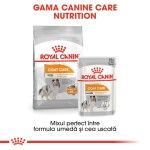Royal Canin Mini Coat Care Adult hrana uscata caine, blana sanatoasa si lucioasa, 3 kg