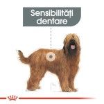 Royal Canin Maxi Dental Care, 9 kg - talie