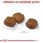 Royal Canin Dental Care Maxi, 3 kg - crocheta