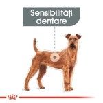 Royal Canin Dental Care Medium - talie