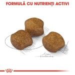 Royal Canin Dental Care Medium, 10 kg - crocheta
