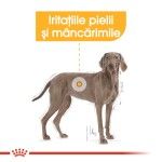 Royal Canin Dermacomfort Maxi - talie