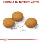 Royal Canin Maxi Dermacomfort hrana uscata caine, prevenirea iritatiilor pielii, 12 kg