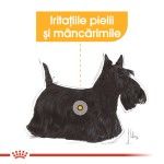 Royal Canin Mini Dermacomfort hrana uscata caine, prevenirea iritatiilor pielii, 1 kg