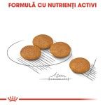 Royal Canin Mini Dermacomfort hrana uscata caine, prevenirea iritatiilor pielii, 1 kg