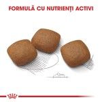 Royal Canin Maxi Joint Care Adult hrana uscata caine, ingrijirea articulatiilor, 10 kg