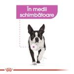 Royal Canin Mini Relax Care hrana uscata caini, pentru adaptarea la medii in schimbare, 1kg