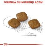 Royal Canin Mini Relax Care hrana uscata caini, pentru adaptarea la medii in schimbare, 1kg
