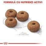 Royal Canin Medium Sterilised Adult hrana uscata caine sterilizat, 12 kg 