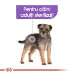 Royal Canin Adult Sterilised Mini - talie