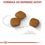 Royal Canin Mini Urinary Care hrana uscata caine, sanatatea tractului urinar, 1 kg