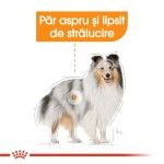 Royal Canin Coat Care All Sizes, 12 x 85 g - talie