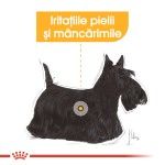 Royal Canin Dermacomfort All Sizes, 1 plic x 85 g - talie