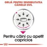 Royal Canin Exigent Adult hrana umeda caine, apetit capricios (pate), 85 g 