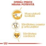 Royal Canin British Shorthair Adult hrana uscata pisica, 2 kg
