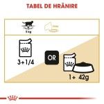 Royal Canin British Shorthair Adult hrana umeda pisica (in sos), 12 x 85 g 