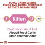 Royal Canin British Shorthair Kitten - varsta