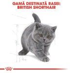 Royal Canin British Shorthair Kitten hrana uscata pisica junior, 400 g 