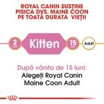 Royal Canin Maine Coon Kitten hrana uscata pisica junior, 2 kg 