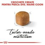 Royal Canin Maine Coon Kitten hrana uscata pisica junior, 2 kg 