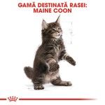 Royal Canin Maine Coon Kitten hrana uscata pisica junior, 2 kg 