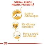 Royal Canin Maine Coon Adult hrana uscata pisica, 10 kg 